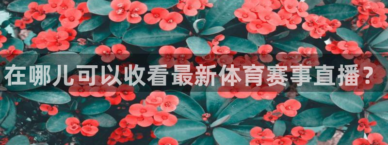 在哪儿可以收看最新体育赛事直播？