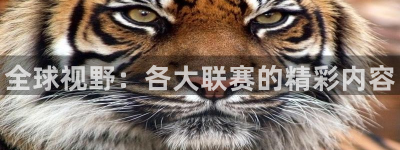 全球视野：各大联赛的精彩内容