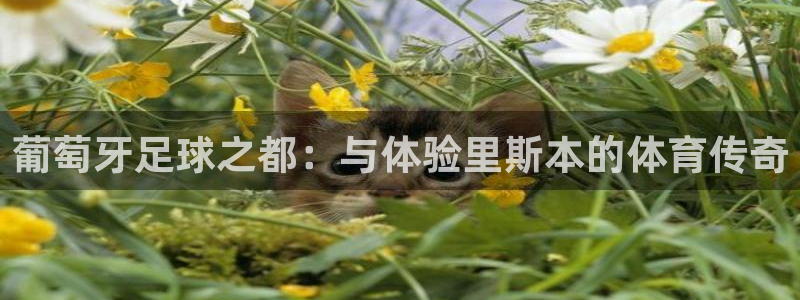 葡萄牙足球之都：与体验里斯本的体育传奇